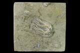 Fossil Crinoid (Sarocrinus) - Crawfordsville, Indiana #135541-1